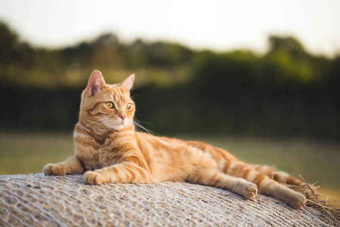 Relaxing evening cat
