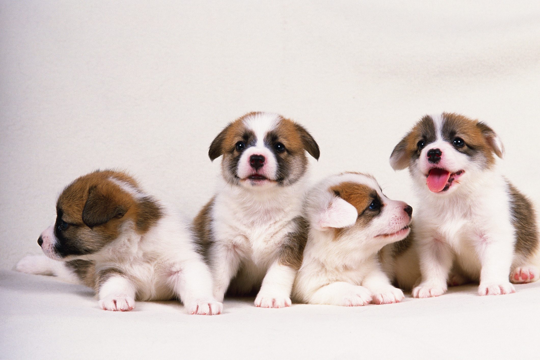 Four Welsh Corgi