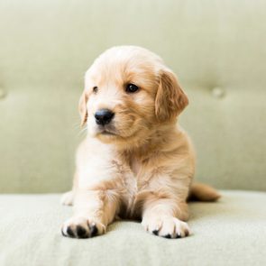 Golden retriever puppy rests on a light green couch, looking curiously to the side.