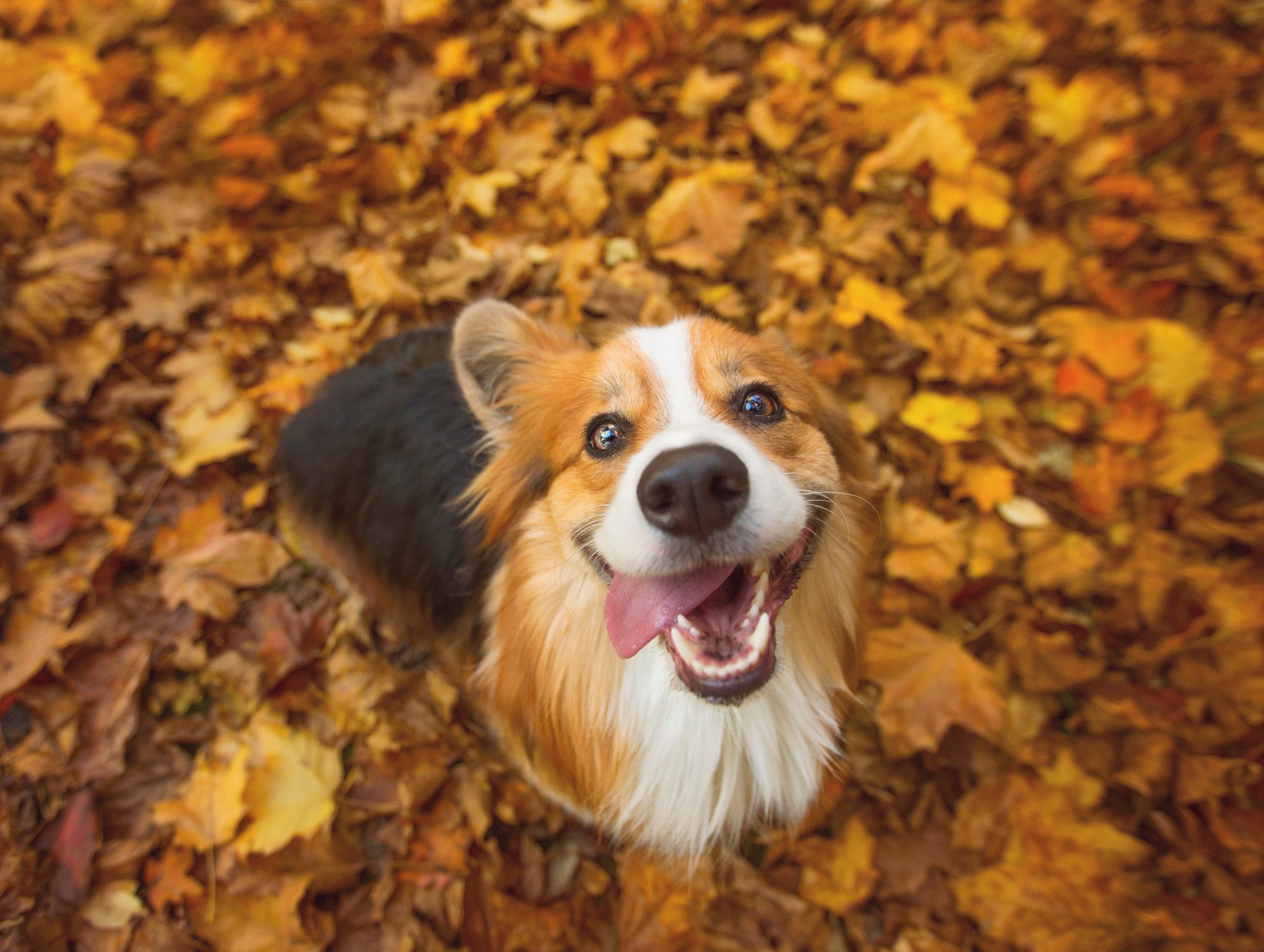 Corgi In The Fall