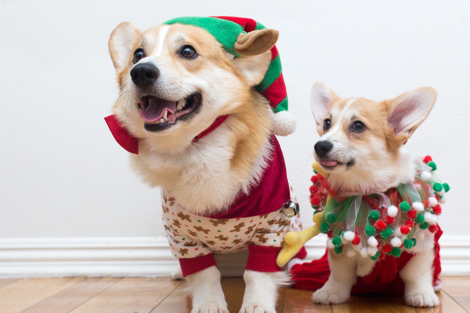 Corgi dogs wearing festive Christmas clothes