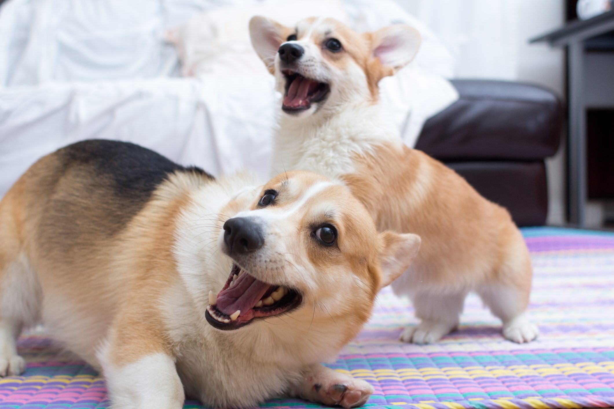 Adult corgi and corgi puppy playing