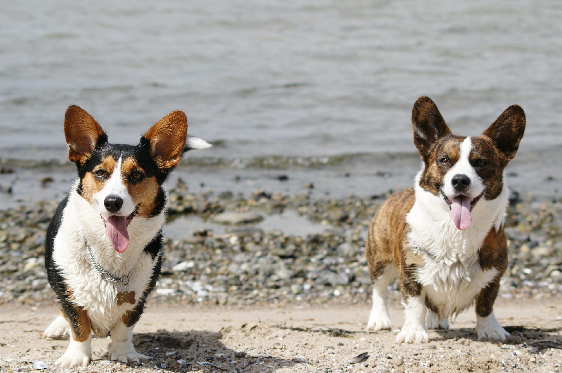 Portrait Of Pembroke Welsh Corgis At Beach On Sunny Day