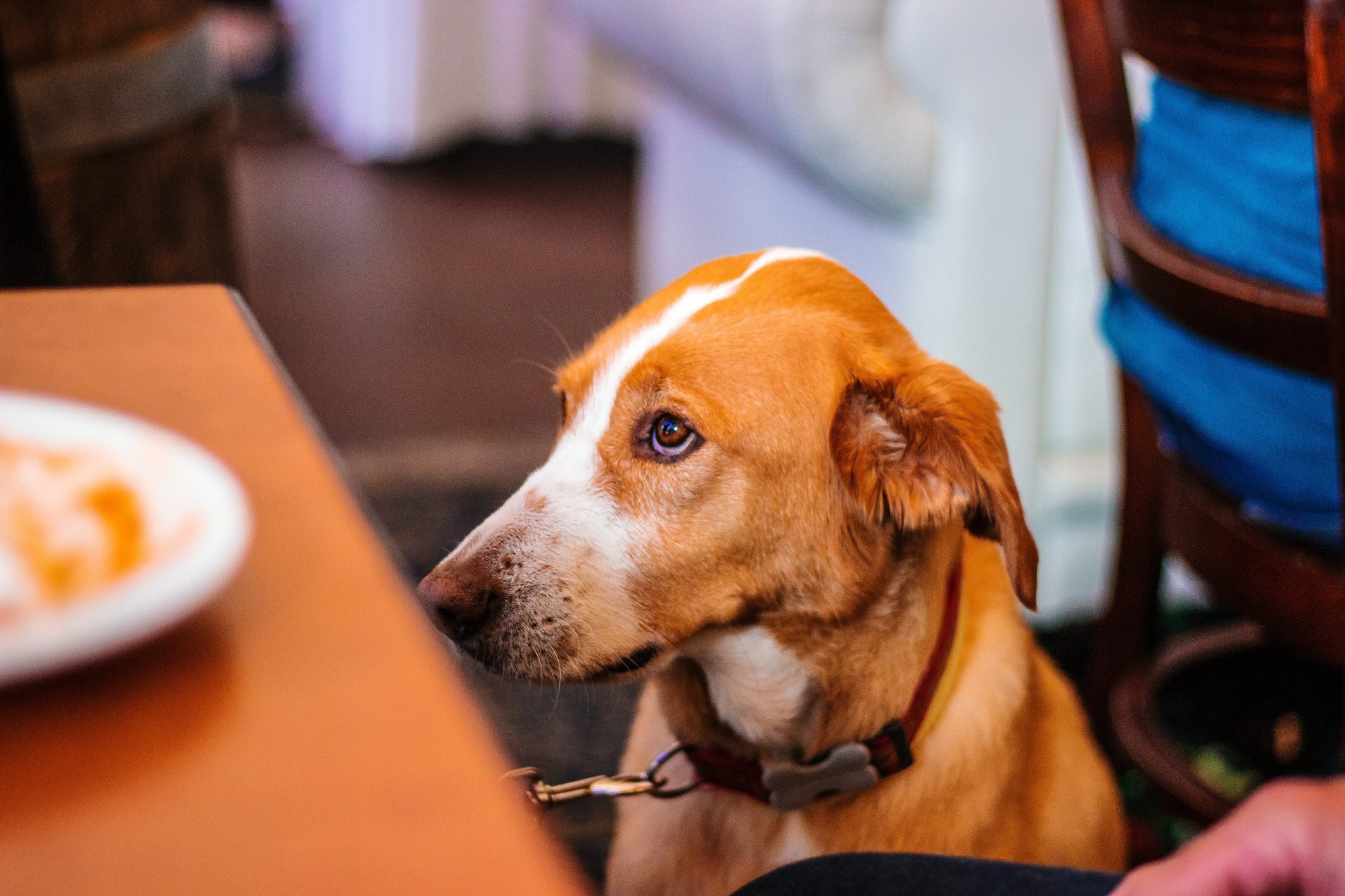 High Angle View Of Dog At Restaurant