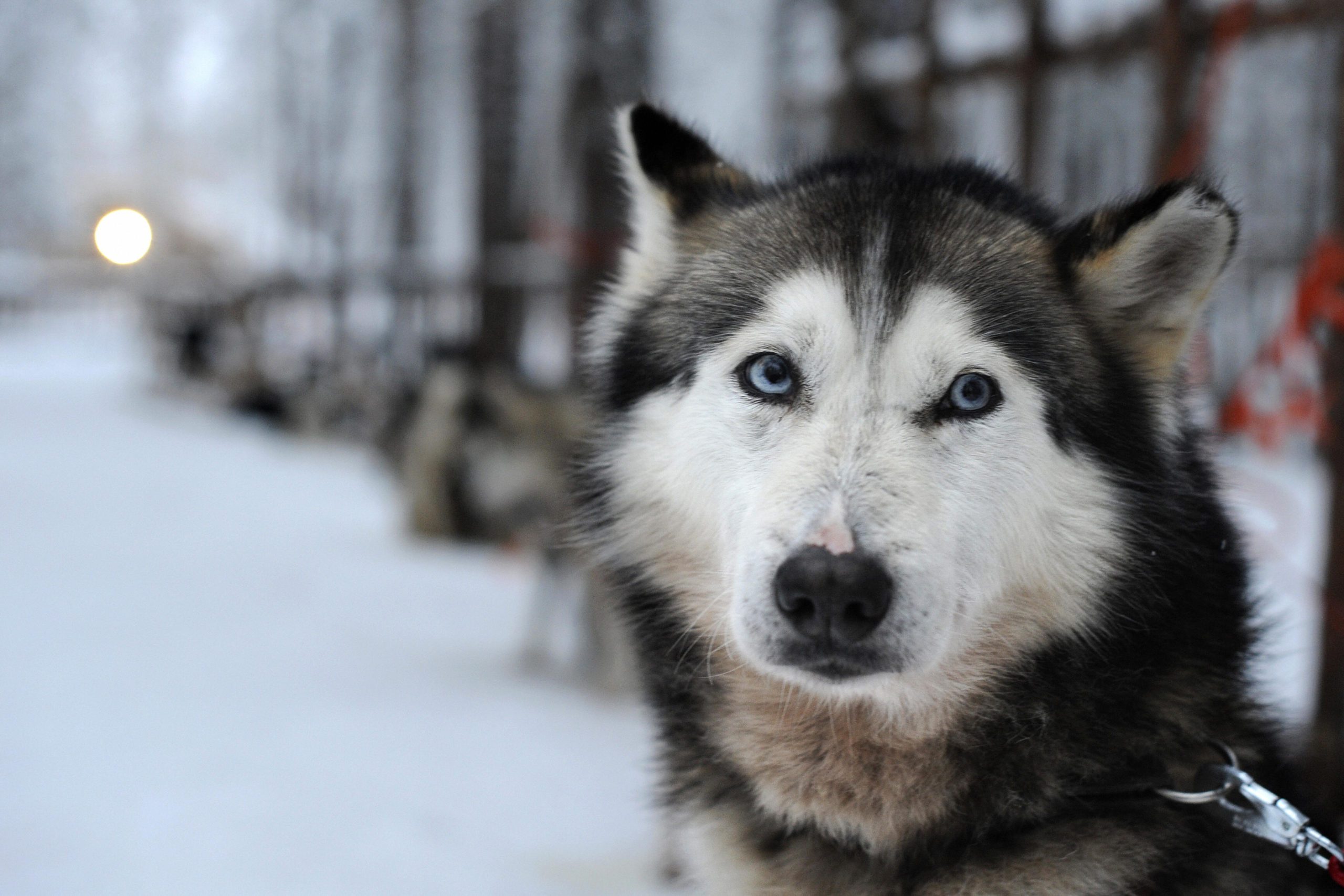 Siberian Husky waits in a snowy landscape