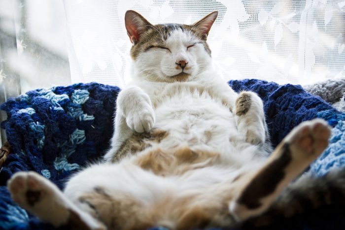 Cat sleeping funny style