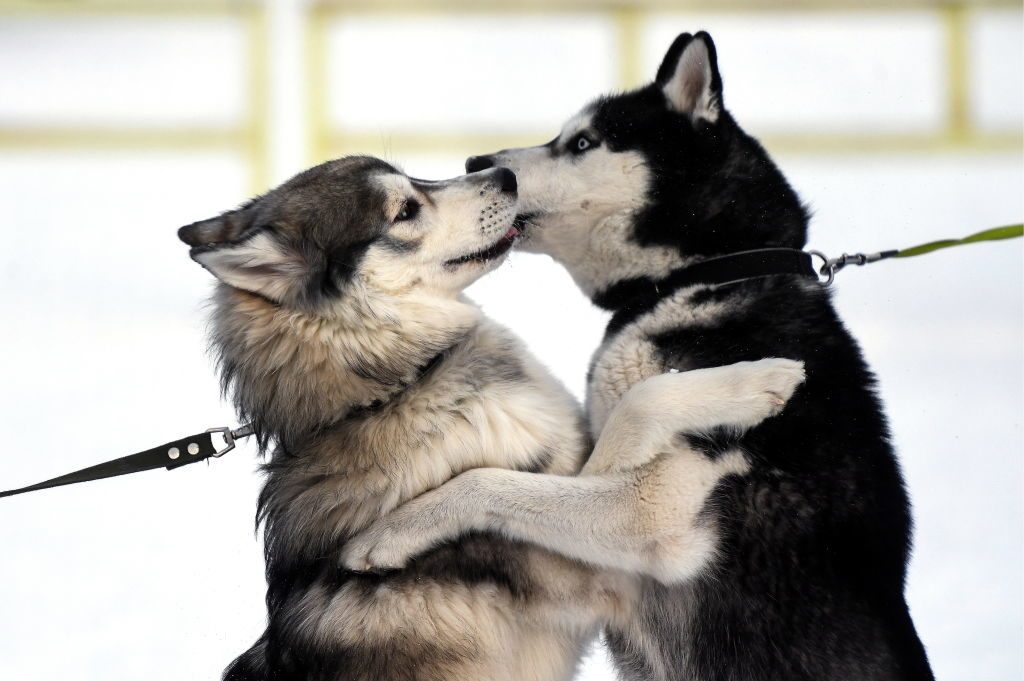 2018 Christmas Ride sled dog race in Novosibirsk, Russia