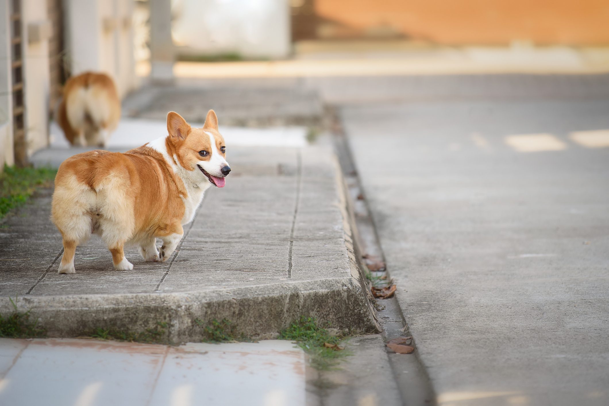 Outdoor walk the dog with pembroke welsh corgis.