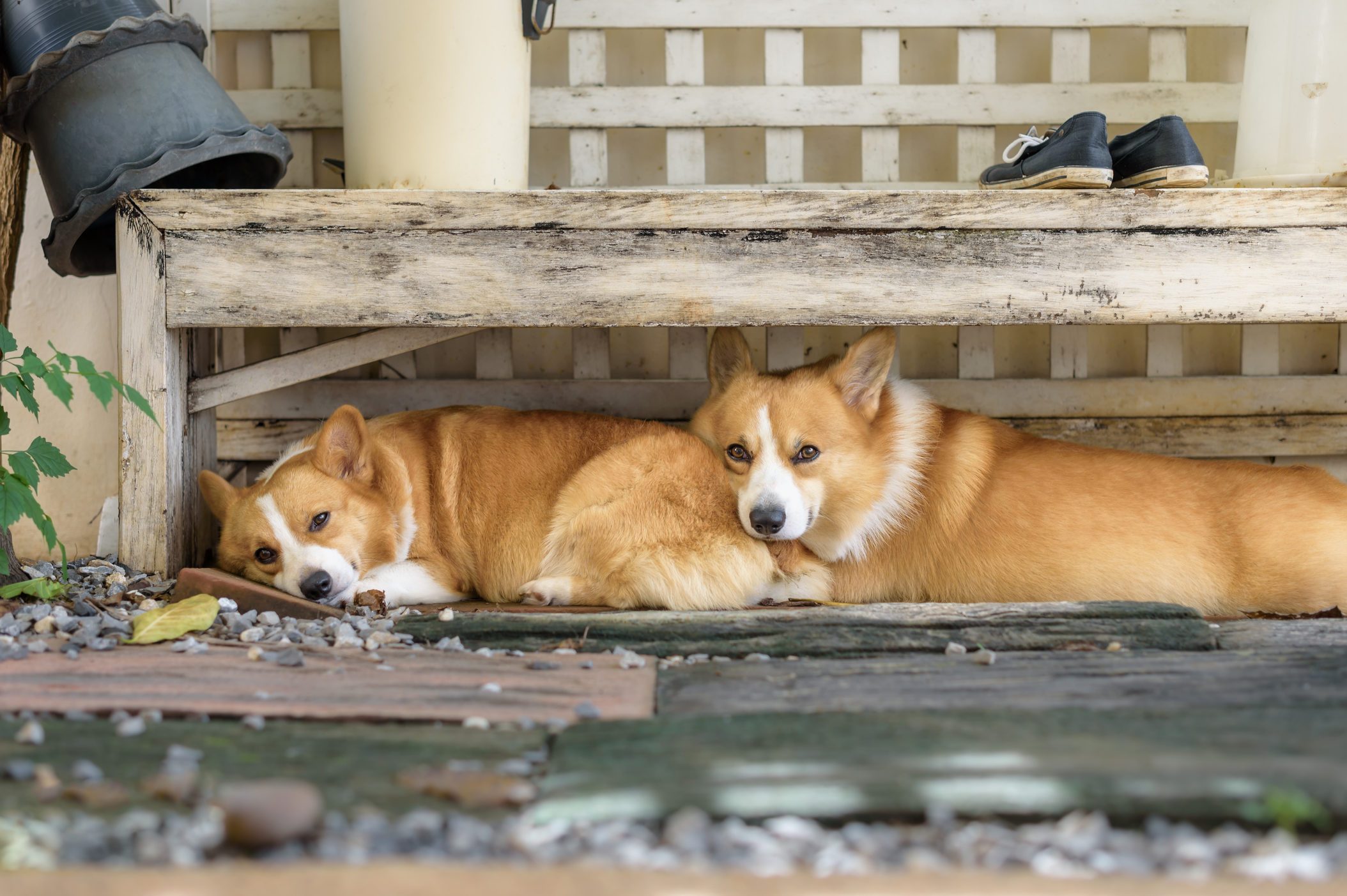 Hipster corgis