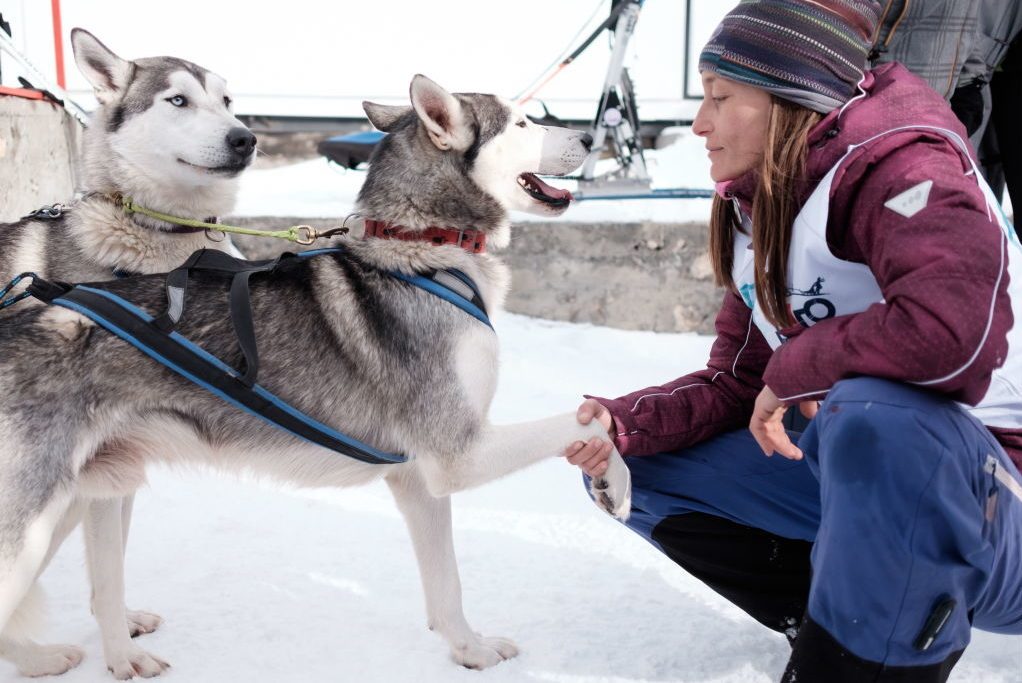 Lagonaki 2018 sled dog race in southern Russia