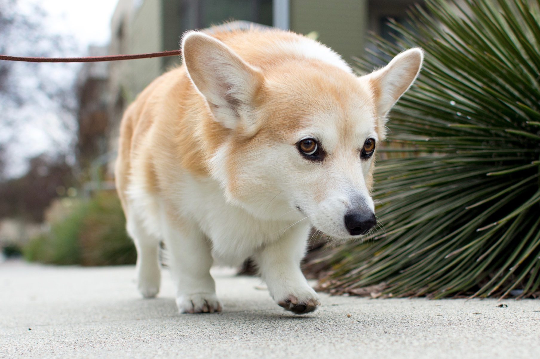 Pembroke welsh corgi walking low to the ground