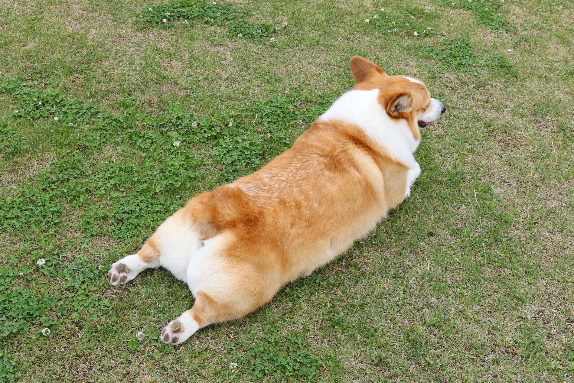 Welsh Corgi