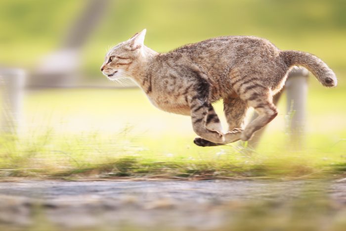 A cat running.