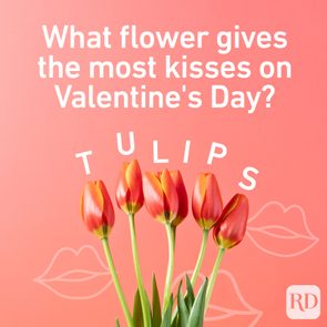 Tulips stand vibrantly; text reads, 