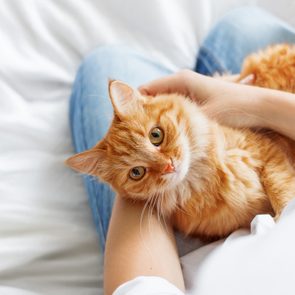 Cat rests calmly in a person's lap, lying on a cozy white bed.