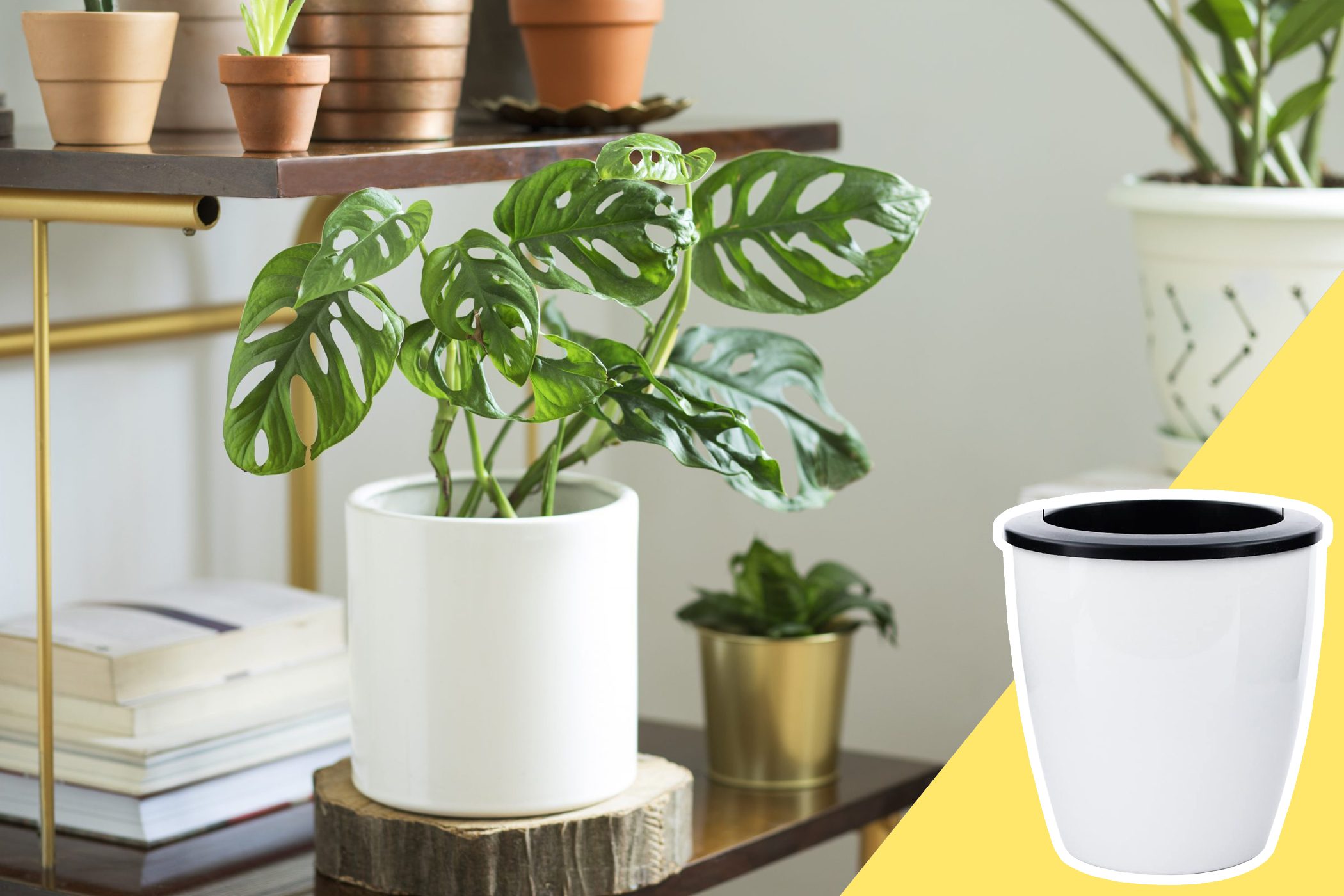 House plant in pot