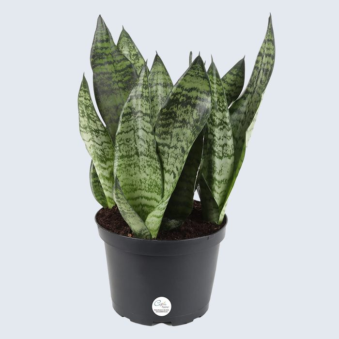 Potted snake plant stands upright, leaves variegated with dark and light green, set against a plain light background.