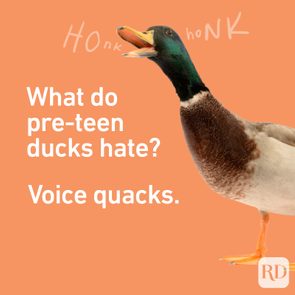 Duck honks loudly, standing against an orange background with text: â€œWhat do pre-teen ducks hate? Voice quacks.â€