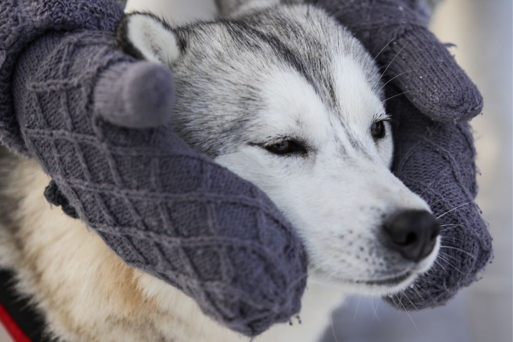 Winter leisure in Moscow's Victory Park