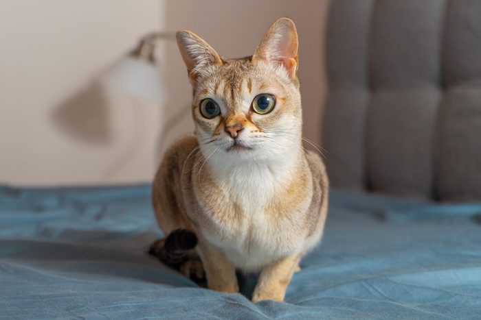 Portrait of adorable singapura cat. Animal photo. Stockholm.