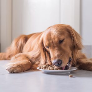 Golden retriever eats kibble from a white plate while lying on light-colored tiled floor indoors.