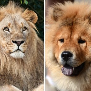 Lion and fluffy golden-brown dog sitting, facing forward. Lion is in a leafy environment; dog is in a plain or neutral background.