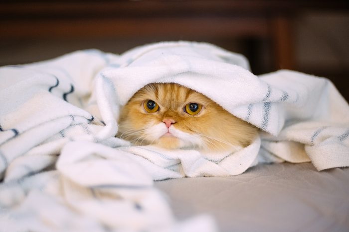 Napolean Cat