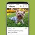 110+ Best Dog Instagram Captions for the Cutest Pics of Your Pup