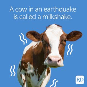 Cow stands calmly; surrounded by wavy lines suggesting movement; blue background. Text: 