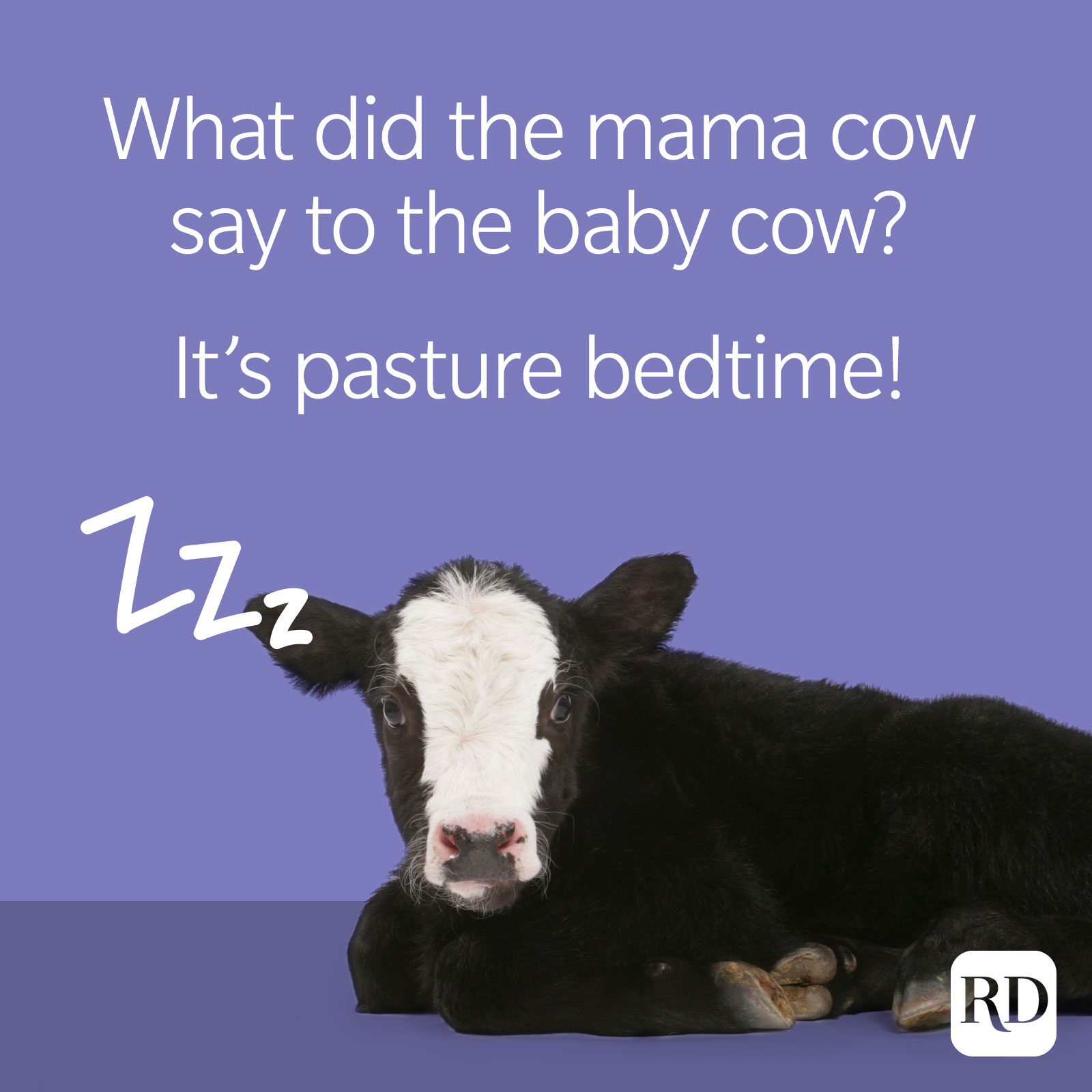 21. What did the mama cow say to the baby cow? It’s pasture bedtime!