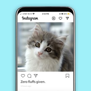 A fluffy kitten sits, looking curious, displayed on a smartphone screen with Instagram open. Captions read, 