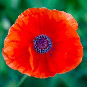 Bright orange poppy blooms vibrantly among lush green foliage, displaying a deep purple center with delicate details.