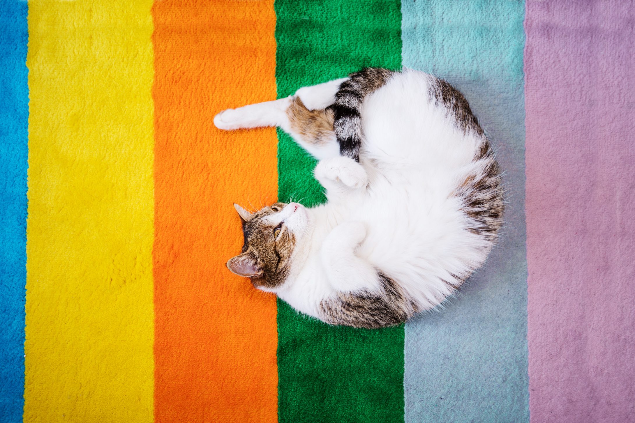 Can Cats See Color?