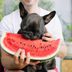 What Human Foods Can Dogs Eat? 35 Foods Fido Can Eat Too