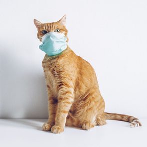 Ginger cat sits wearing a light blue mask, positioned against a plain white background.