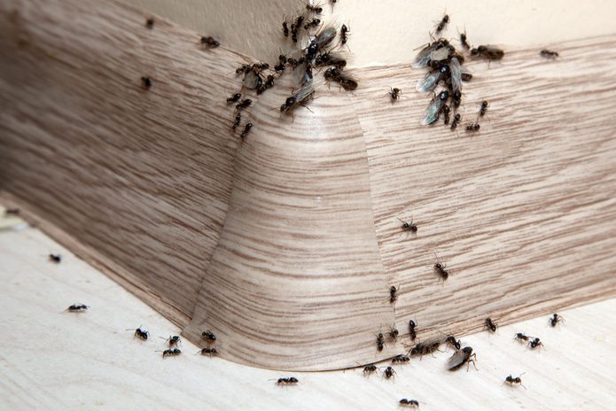 Ants