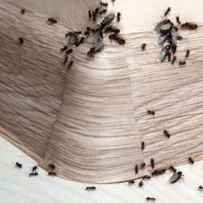 Ants cluster on a wood-patterned corner, crawling and carrying small objects in various directions on a smooth, light-colored surface.