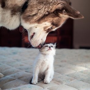 Dog gently nuzzles kitten on a bed inside a room, creating a tender interaction.