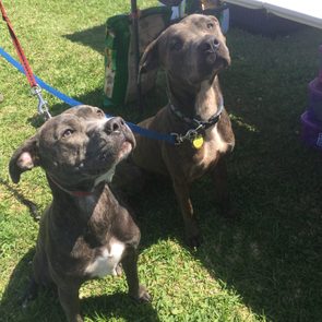 Two leashed dogs sit attentively on grass, looking upward, surrounded by bags and sunlight.