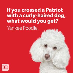 White poodle appears curious, gazing against a solid red background. Text reads: 