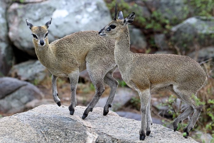 Two klipspringers on rocks
