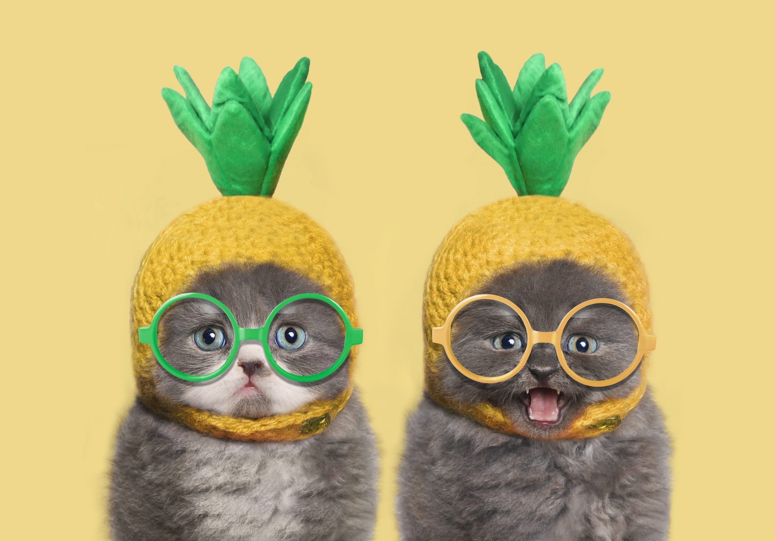 Funny kittens