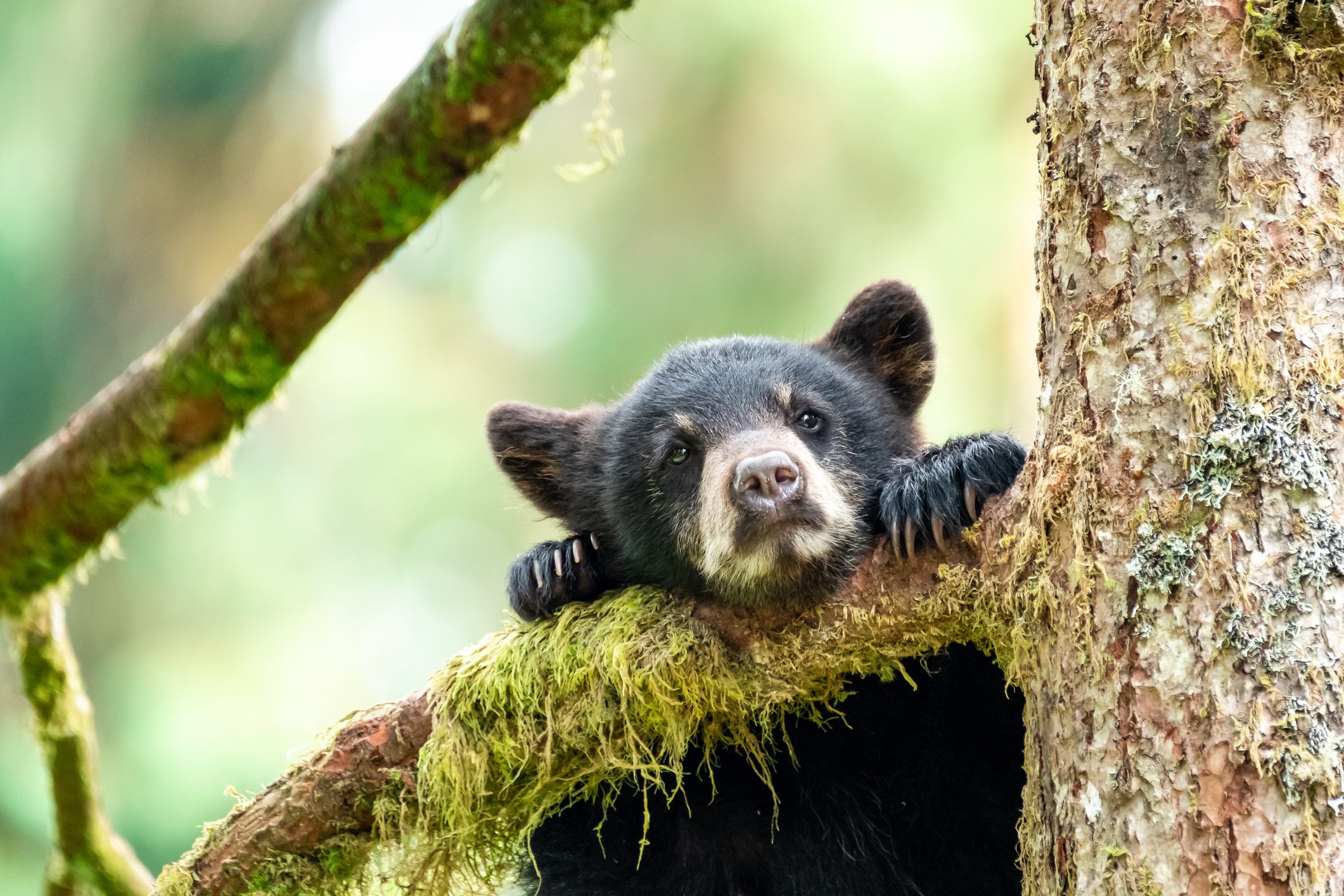 Bear cub in a tree