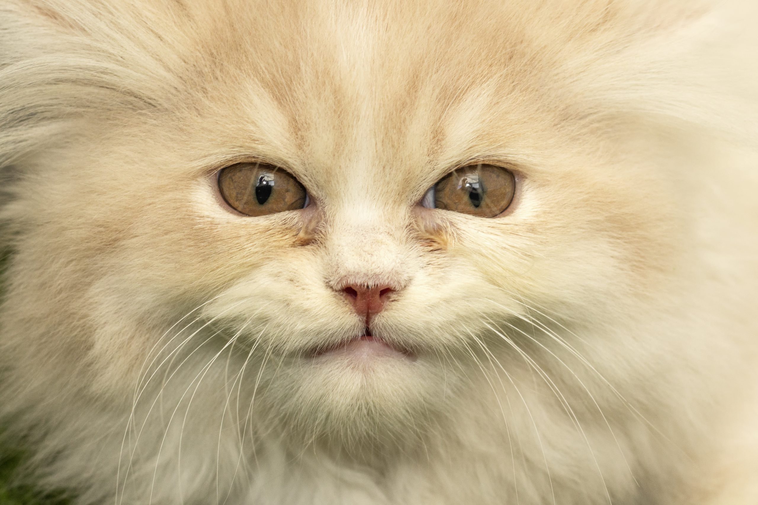 Smiling cat