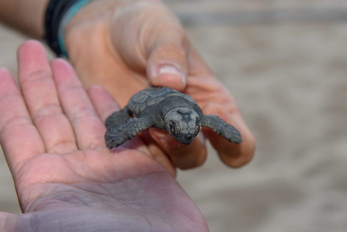 New born baby turtles at Praia do Forte, Brazil
