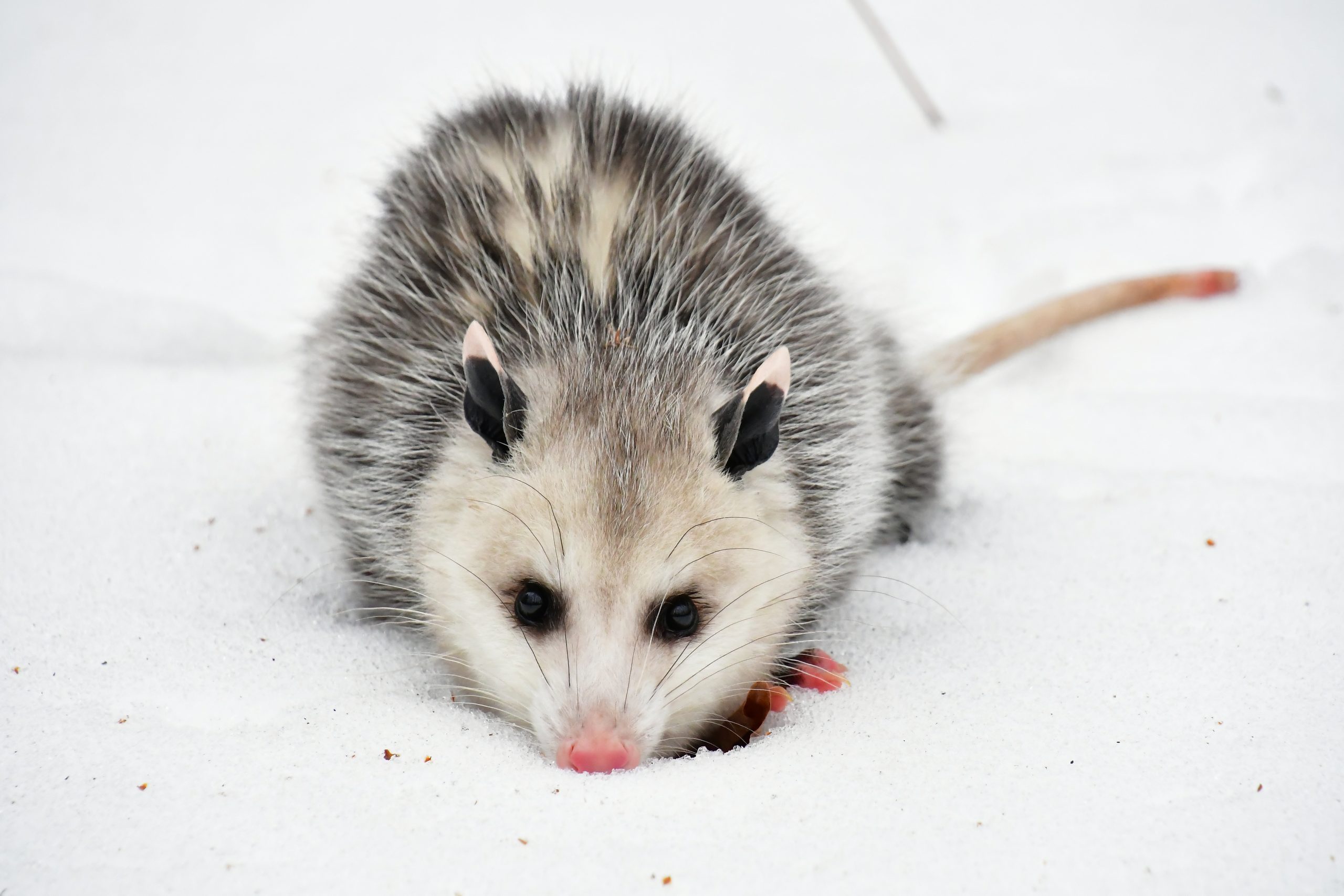 Opossum standoff