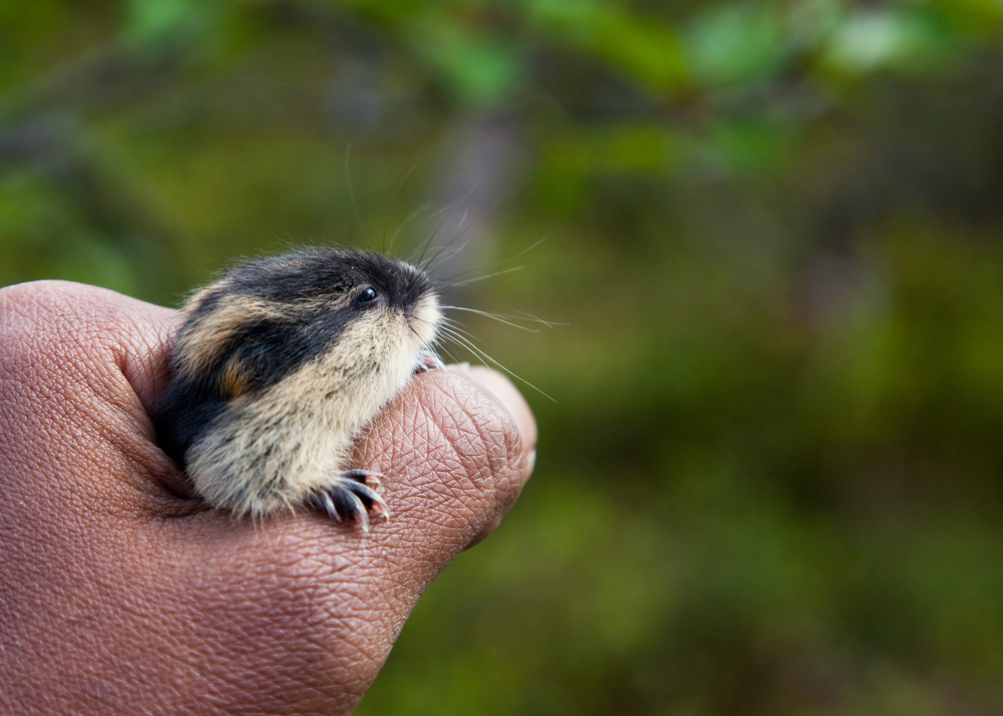 Baby Lemming