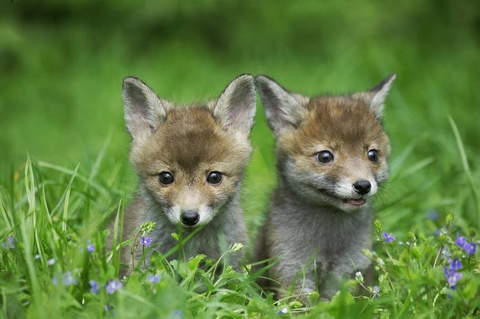 Red Fox, vulpes vulpes, Pup standing in Long Grass, Normandy