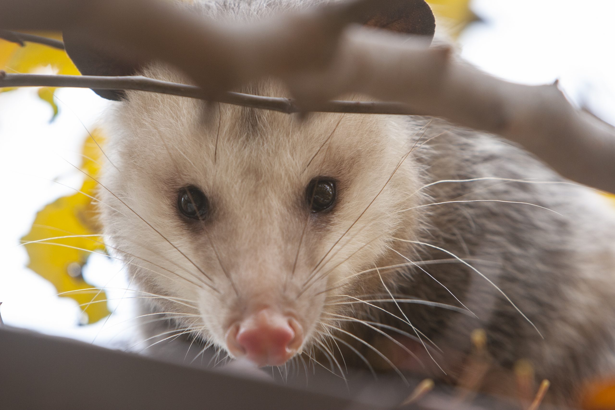 Opposum in backyard