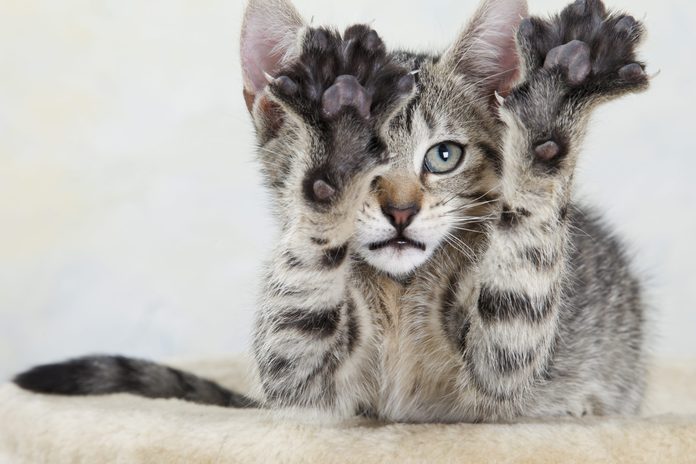 Domestic cat, kitten stretching out paw, portrait, close-up